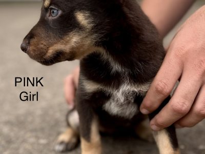 Red & Tan Kelpie Pups