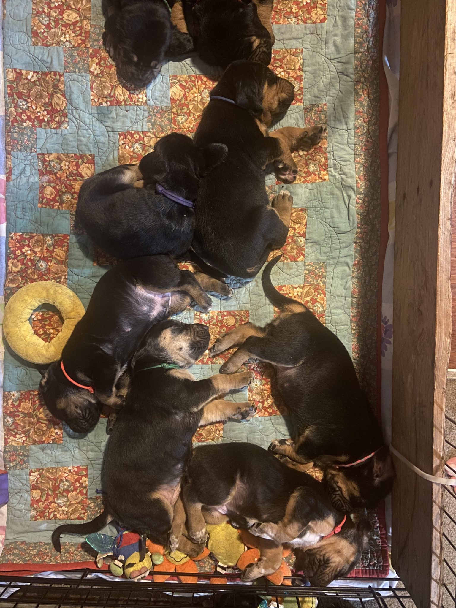 Purebred Bloodhound Puppies For Sale