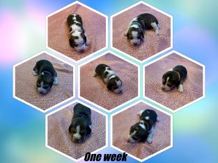 Beagle Purebred Tri Colour Puppies