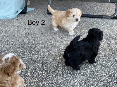 Adorable 1st Gen Toy Shmoodle Puppies