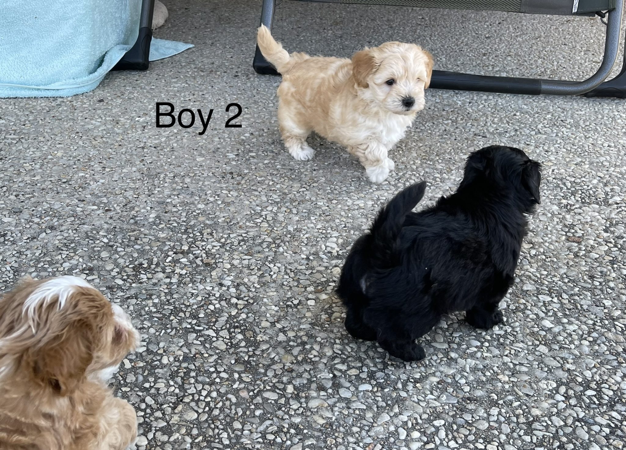Adorable 1st Gen Toy Shmoodle Puppies