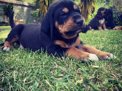 Purebred Bloodhound Puppies For Sale