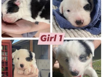 Long Haired Purebred Border Collie Puppies