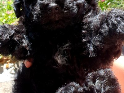 Toy poodle boy puppies