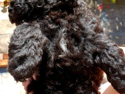 Toy poodle boy puppies