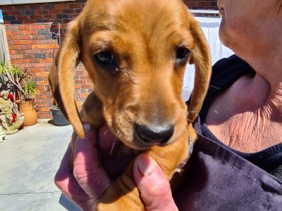Purebreed Miniature Dachshund puppies Red