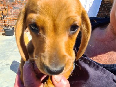 Purebreed Miniature Dachshund puppies Red