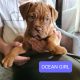 Beautiful Intelligent Dogue de Bordeaux Puppies