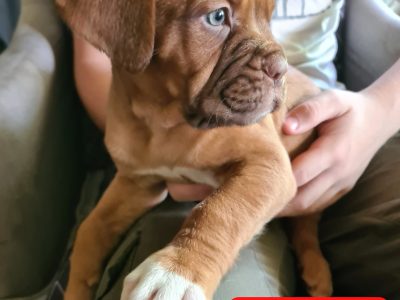 Beautiful Intelligent Dogue de Bordeaux Puppies
