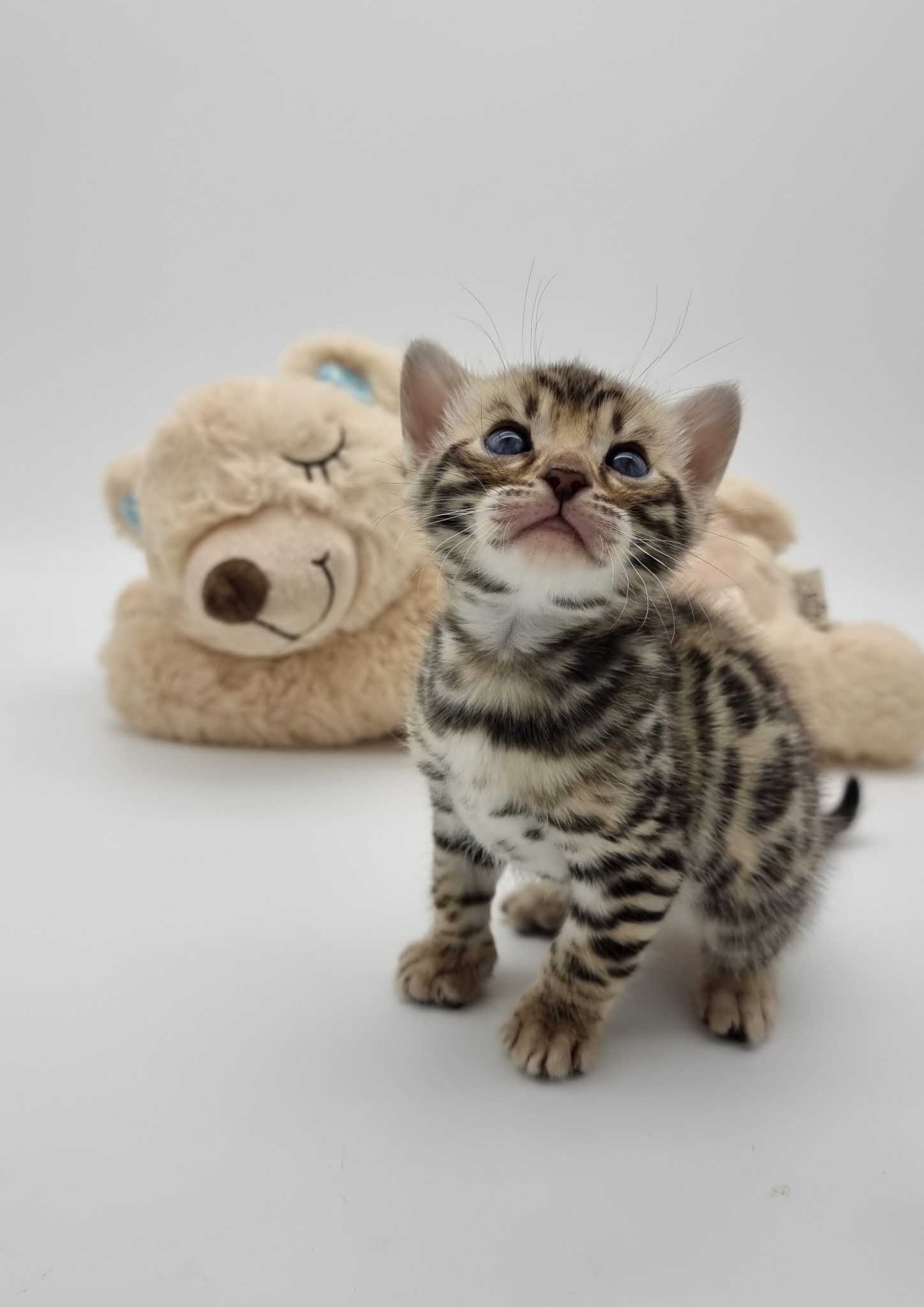 Brown Spotted & Snow Spotted Bengal Kittens