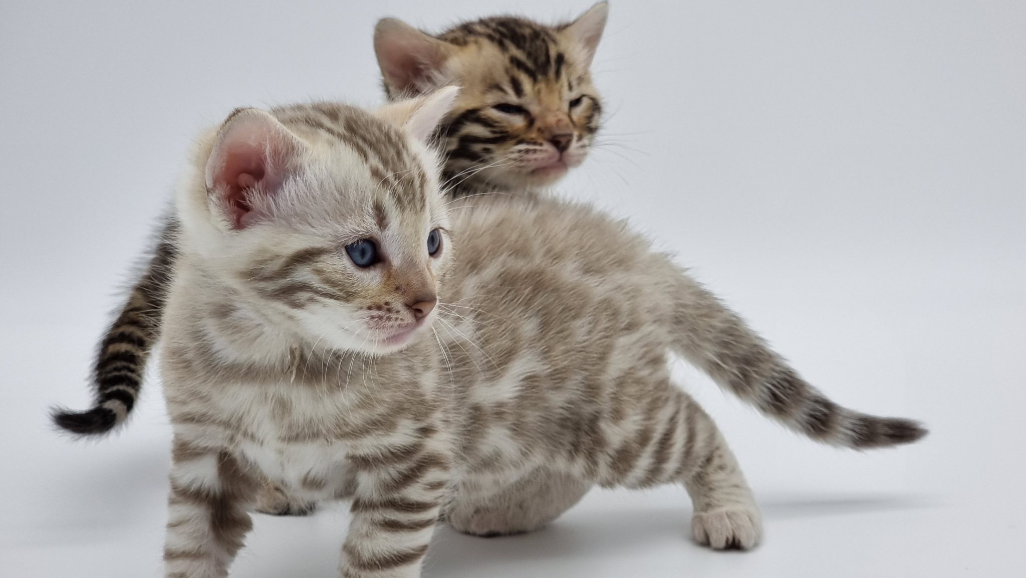Brown Spotted & Snow Spotted Bengal Kittens