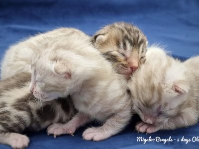 Brown Spotted & Snow Spotted Bengal Kittens
