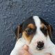 3 Male Purebred Jack Russell Puppies