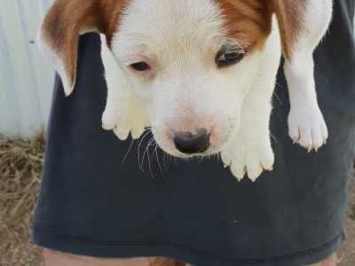 3 Male Purebred Jack Russell Puppies