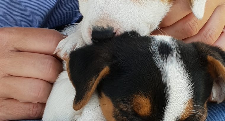 3 Male Purebred Jack Russell Puppies