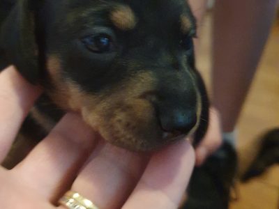 Mini Dachshunds pure breed