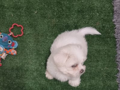 maltese x shihtzu puppies