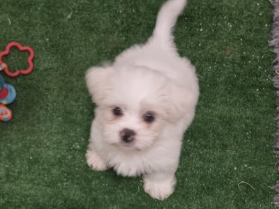 maltese x shihtzu puppies
