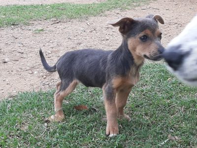 Male foxie x chihuahua