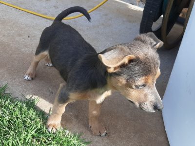 Male foxie x chihuahua