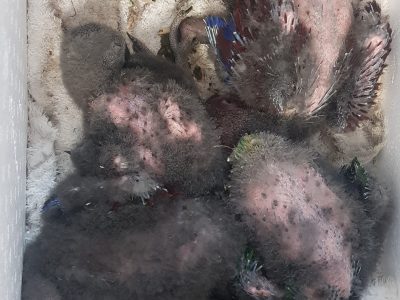 Baby ECLECTUS Parrots – males and females availabl