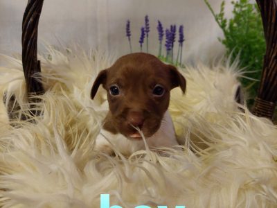 Purebred Mini Fox Terrier Puppies