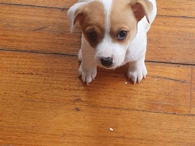 Chilhuahua x jack russell puppies