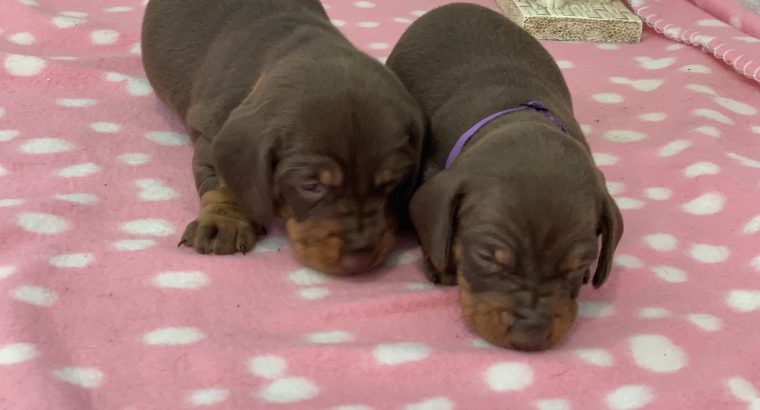 2 Females chocolate and tan miniature dachshund