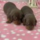 2 Females chocolate and tan miniature dachshund