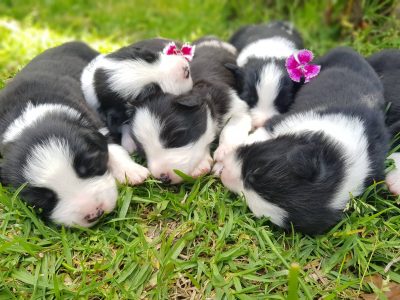 Pure Bred Border Collie Puppies