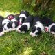 Pure Bred Border Collie Puppies