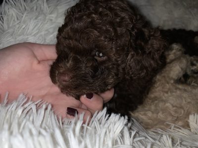 Toy Poodle cross F1b Pomapoo *CARAMEL SOLD*