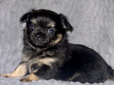 CHIHUAHUA PUPPIES PUREBRED LONG & SHORT COAT