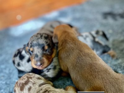 Purebred Miniature Dachshund Puppies