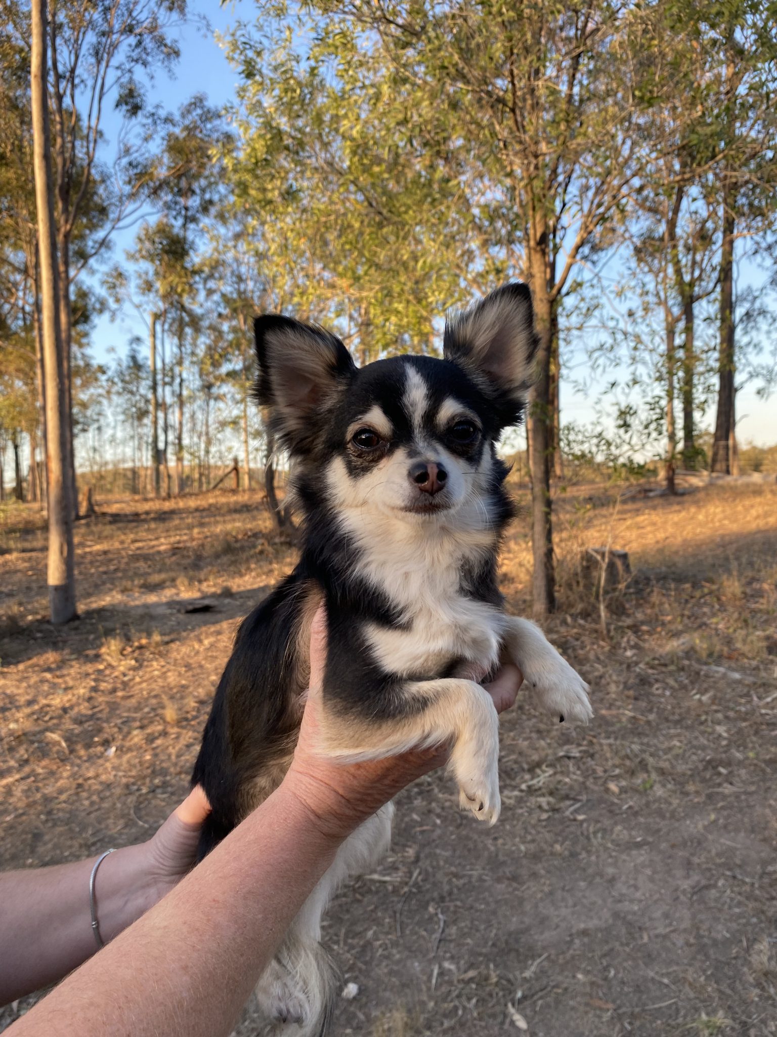 Purebred Male Chihuahua Puppy