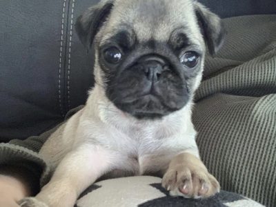 Purebred pug puppies