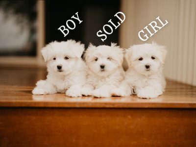 Maltese Shih Tzu puppies