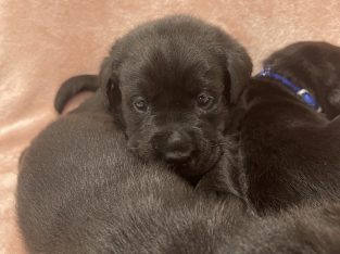 Purebred Labradore Retriever Puppies