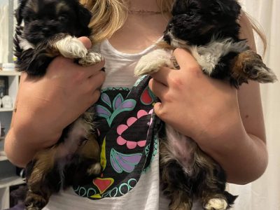 Beautiful Shih Tzu puppies