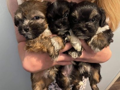 Beautiful Shih Tzu puppies