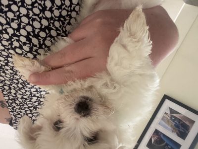 Maltese Shihtzu puppies