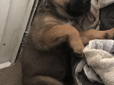 Akita x Rottweiler