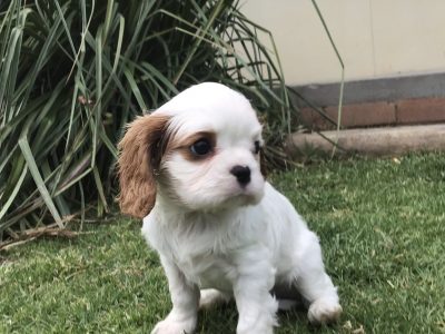 Cavalier King Charles Spaniel Puppies