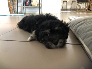 Maltese x Shih Tzu puppy, 1 male