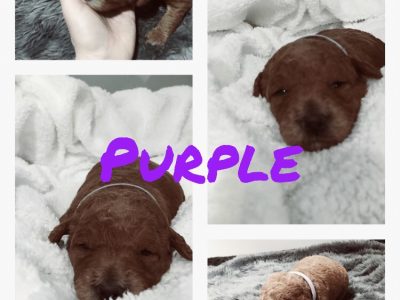 F1 Mini/Medium labradoodle Puppies