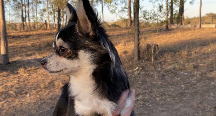 Purebred Male Chihuahua Puppy