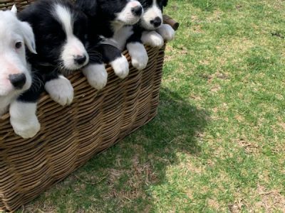 Border Collie Puppies Stanthorpe