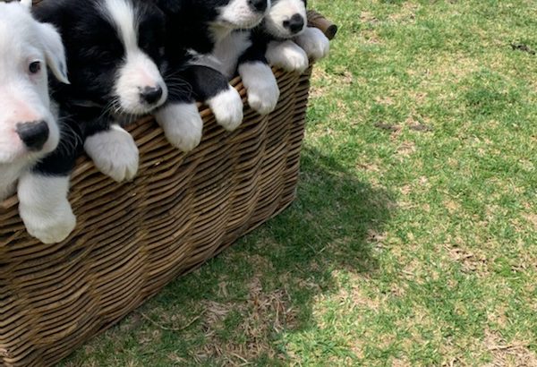 Border Collie Puppies Stanthorpe