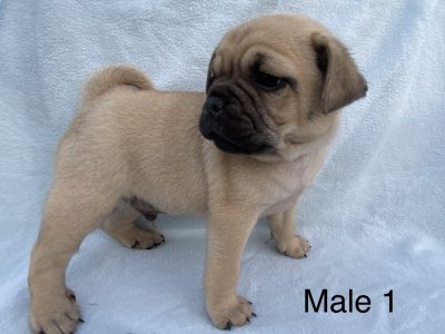 Pug Puppies