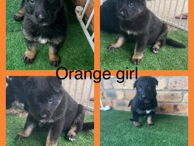 Gorgeous German Shepherd Puppies